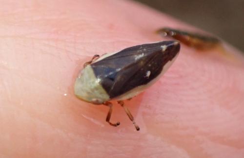 Philaenus spumarius